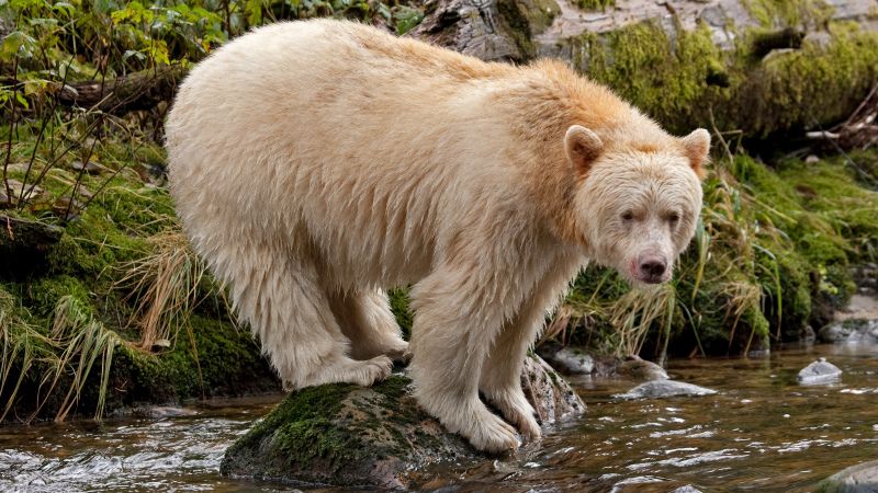 Spirit bear Kermode British Columbia