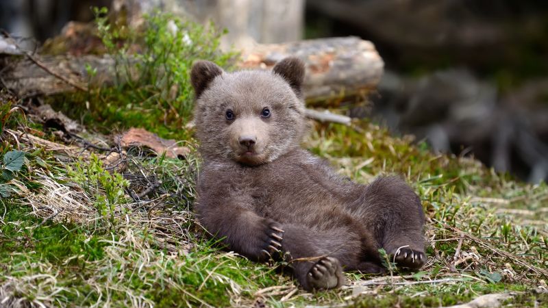 bearwhisperer pyna tee ah lodge British Columbia