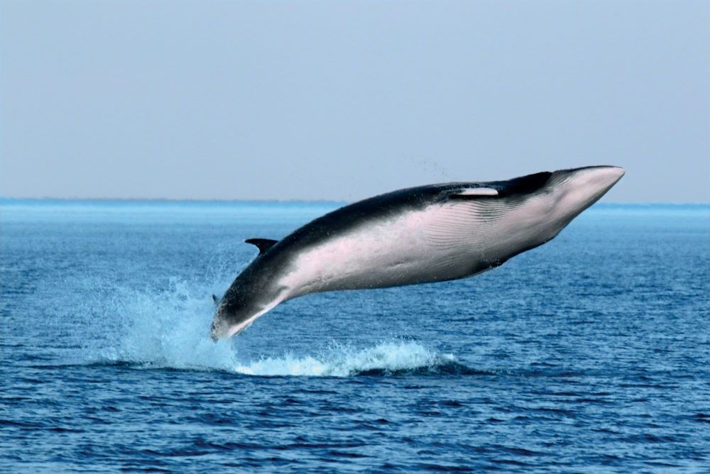 Saguenay St. Lawrence Marine Park Minke Whale