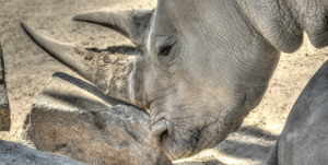 San Diego - Zoo