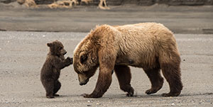 Anchorage - Chinitna Bay Bear viewing day tour