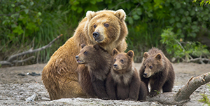 Homer - Bear &amp; Wildlife Viewing Flight Safari