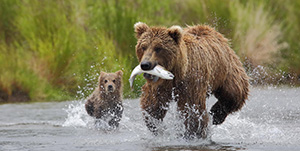 Sterling - Tweedaags BearCamp avontuur 