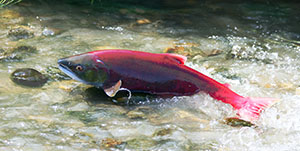 Talkeetna - River Fishing