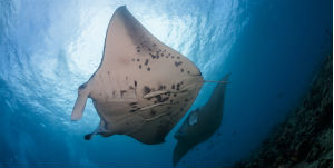 HAWAII - Night Manta Experience