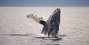 Tofino - Croisière d’observation des Baleines