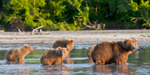 Tofino - Observation de l’Ours