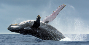 Victoria - Croisière d’observation des Baleines