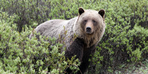 Banff - Op ontdekkingstocht bij de Grizzlys