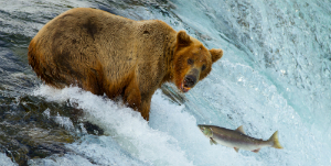 Port Hardy - Beren &amp; Grizzly in de Great Bear Lodge