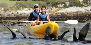 Gaspé - Kayak met de zeehonden bij zonsondergang