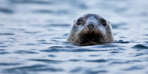 Gaspé - Zodiac met de zeehonden