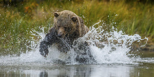 Farewell Harbour Lodge - Wildlife observatie in de Great Bear Rainforest