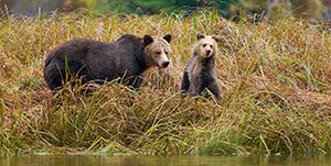 Nimmo Bay Wilderness Resort - Bears &amp; Whales