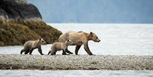 Knight Inlet Lodge - Observation des grizzlis