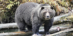 OBSERVATION DE L’OURS AU PYNA-TEE-AH LODGE 