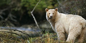 Spirit Bear Lodge - Observation des grizzlis et des ours esprits