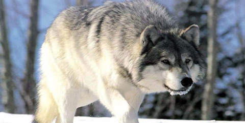 Lac St Jean - Une nuit chez les loups