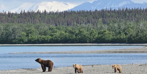 Voyage Canada - Baleines, Ours et l'île de Vancouver