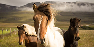Islande - Horseback Lava Tour